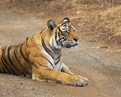 Sauvage Afrique Animaux Thèmes capture d'écran 3