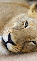 البرية أفريقيا حيوانات ثيمات الملصق