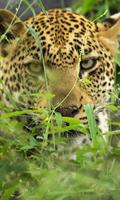 Wild Africa Animals Themes ảnh chụp màn hình 1
