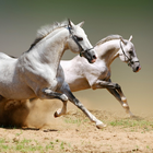 Wild Horse Thèmes HD icône