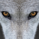 Wolf Wallpapers-APK