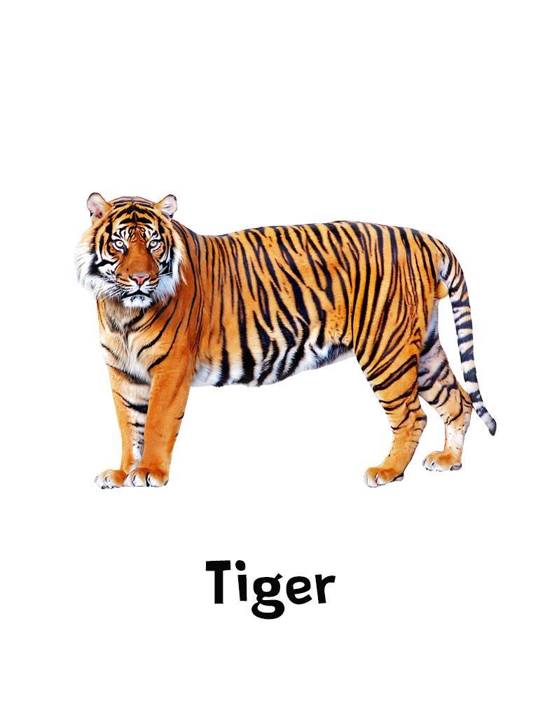 Wild Animals Cartoon Wallpapers for Android - APK Download