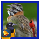 South American Birds Chirp APK