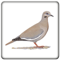Sounds Dove