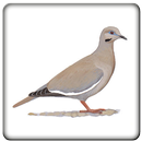 Sounds Dove APK