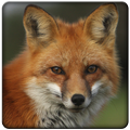 Sounds Fox