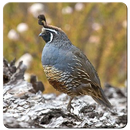 Sound Quail Bird APK