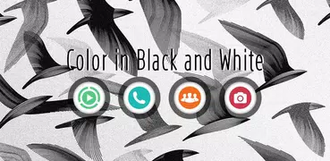 Color in black and white theme