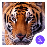 Fierce Wild Tiger APUS theme & icon