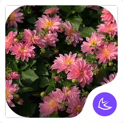 Blumen|APUS Launcher theme APK Herunterladen