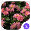 Flowers|APUS Launcher theme