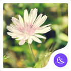 Daisy-APUS Launcher thème icône