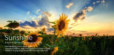 Sunflower Sunshine Beauty -APU