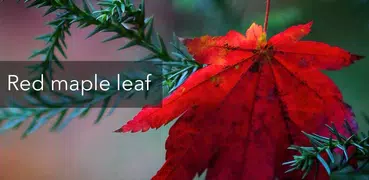 Maple leaf-APUS Launcher theme