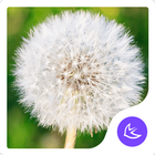 Pissenlit|APUS Launcher thème icône