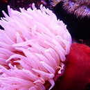 aquatic live wallpaper APK