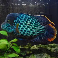 Aquarium Fish Compatibility