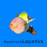 Aquaristik Lapadus icono