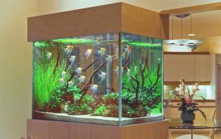 پوستر diy fish tank