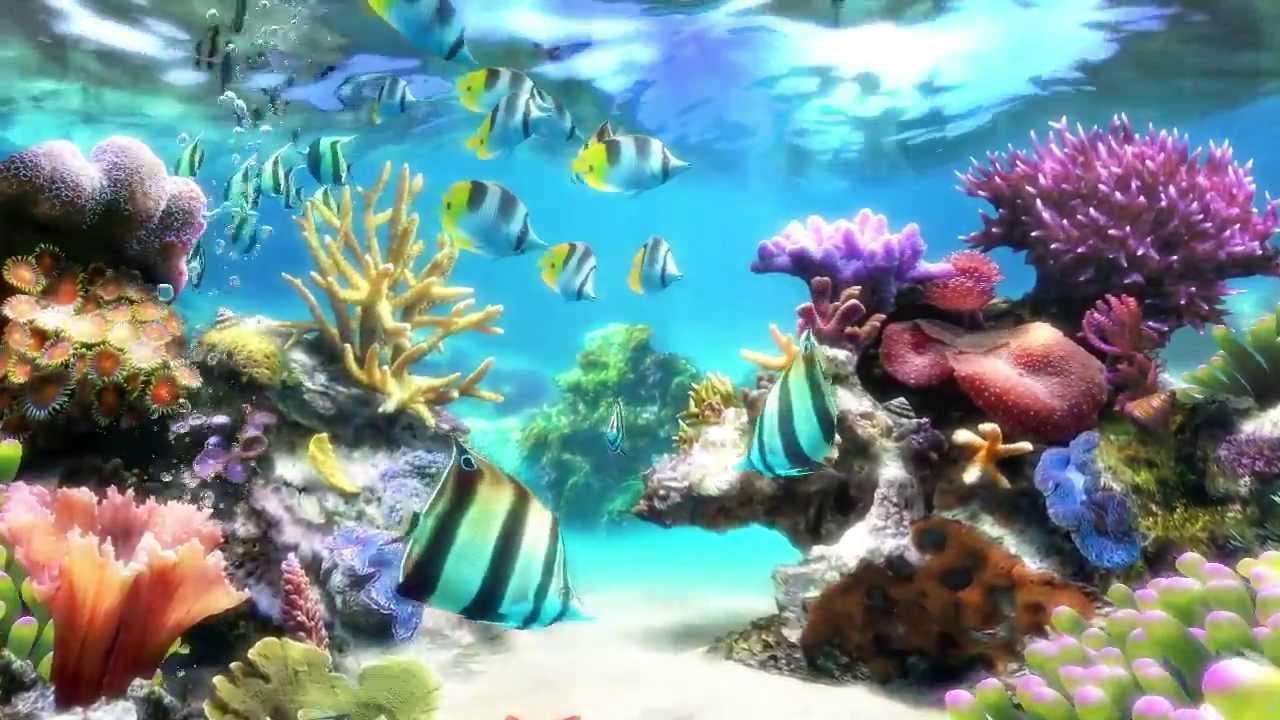  Aquarium  Wallpaper  2021 Pictures HD Images Free for 