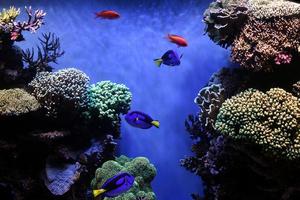 Aquarium Wallpaper 2018 Pictures HD Images Free capture d'écran 1