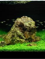 Aquascape Design Plakat