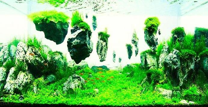 Aquascape Design aquascape design ideas apk download - free art & design app for Aquascape Design aquascape design ideas apk download - free art & design app for