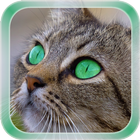 آیکون‌ Cat Live Wallpaper