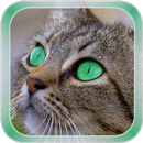 Cat Live Wallpaper APK