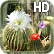 Cactus Flowers LWP