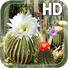 Cactus Flowers LWP icône