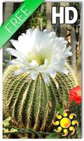 Cactus Flowers LWP Affiche