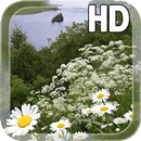 Chamomile flowers Field LWP APK