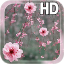 Sakura Live Wallpaper HD APK