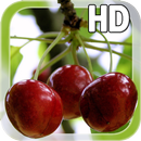 Berry Cherry LWP Free APK