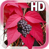 Autumn Grapes LWP icon