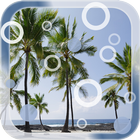 Beach Palms Live Wallpaper icône