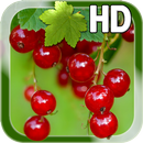 APK Berry Live Wallpaper