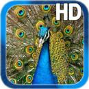 Birds Peacock LWP Free APK