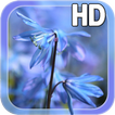 Blue Flower Live Wallpaper