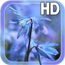 Blue Flower Live Wallpaper APK