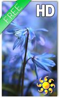 Blue Flower Live Wallpaper Poster