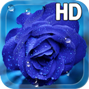 APK Blue Rose Drops LWP