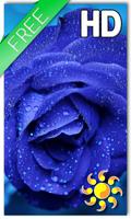 Blue Rose Drops LWP Affiche
