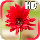 APK Gerbera Flower LWP