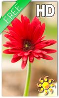 Gerbera Flower LWP ポスター