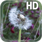 Dandelion Live Wallpaper アイコン