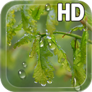 Drops Leaves LWP Free APK