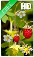 Forest Berry LWP-poster