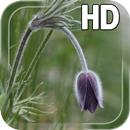 Flower Bud LWP APK